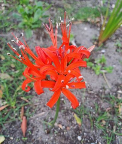 Nerine sarniensis some plant details